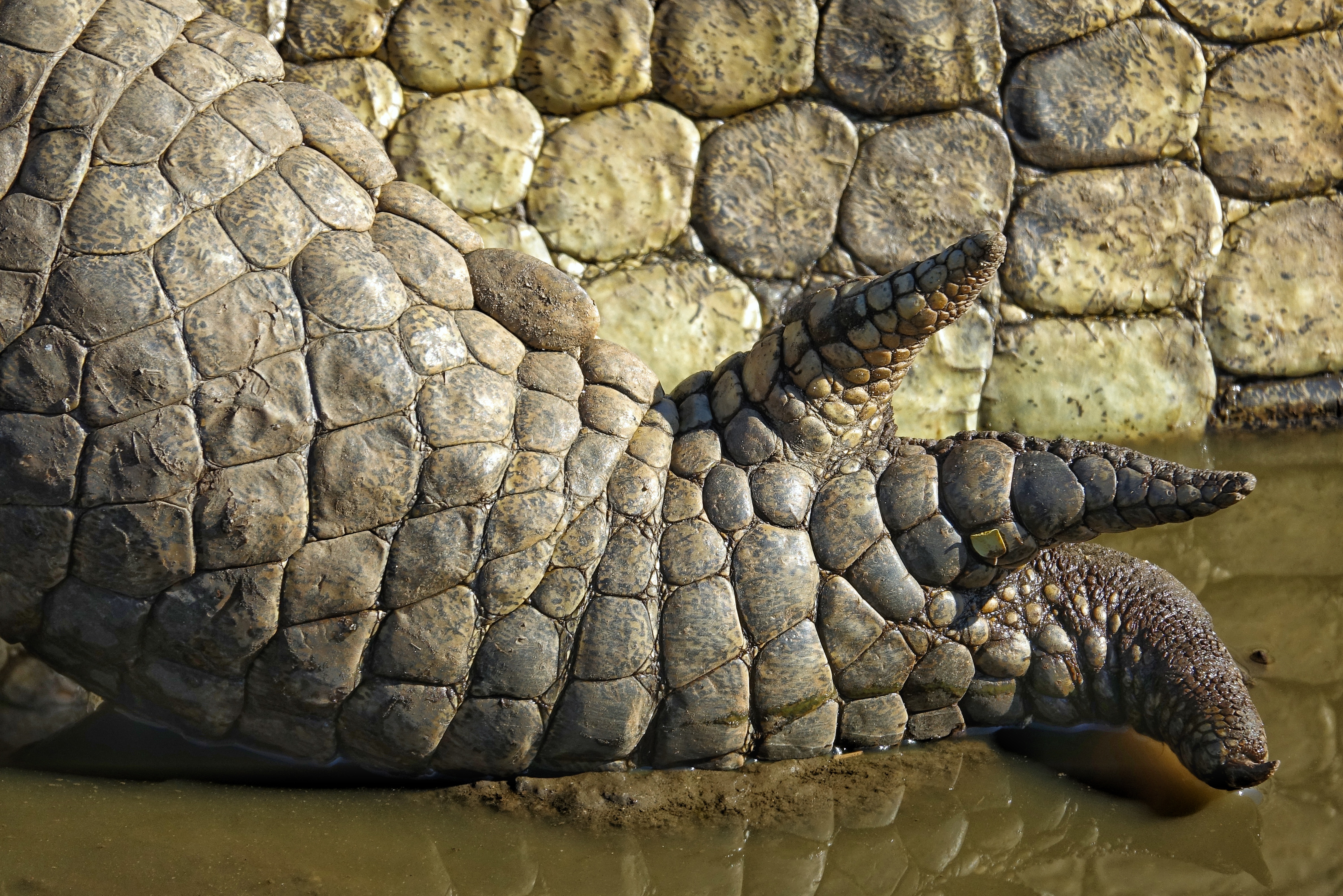 Détail de crocodile au parc Kruger